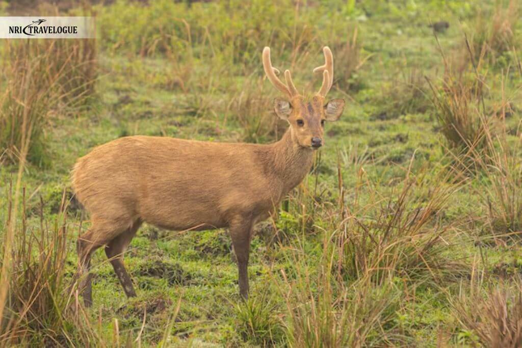 Hog Deer