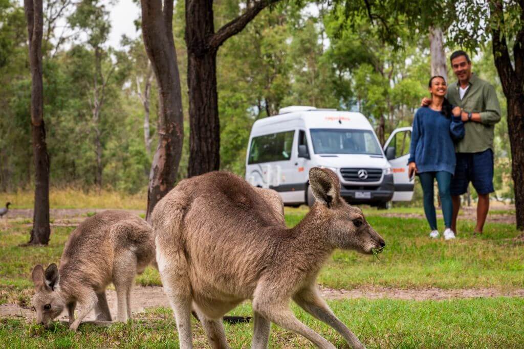 Kangaroo spotting parks around Queensland