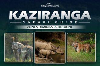 Kaziranga Safari Guide Zones, Timings, & Booking