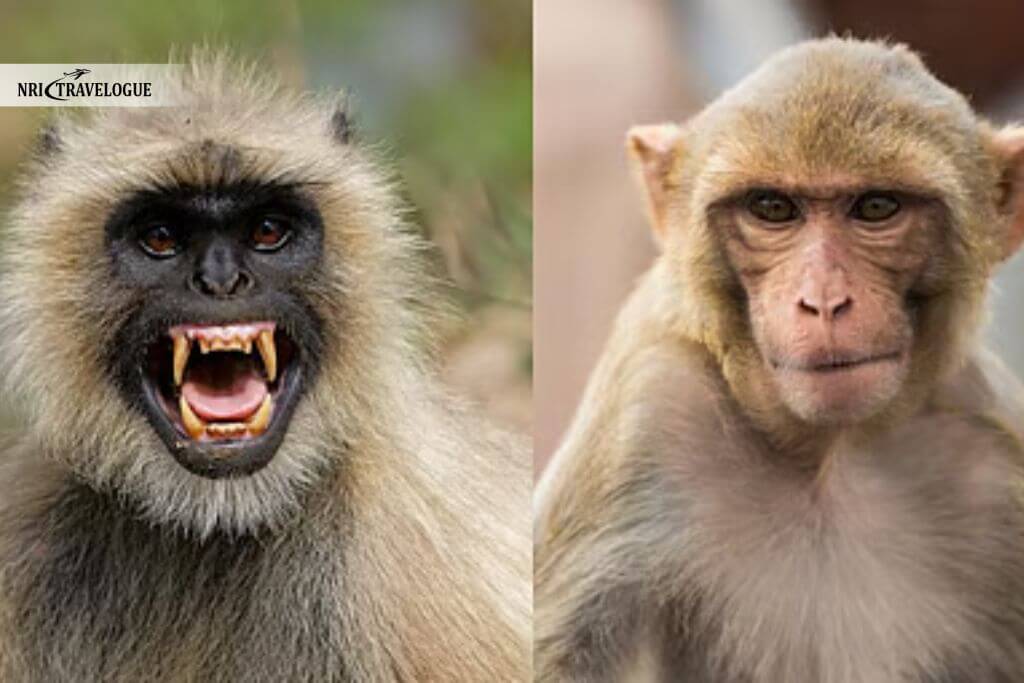 Langurs and Rhesus Monkeys