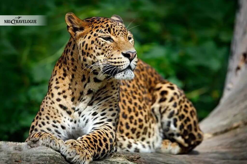 Leopards