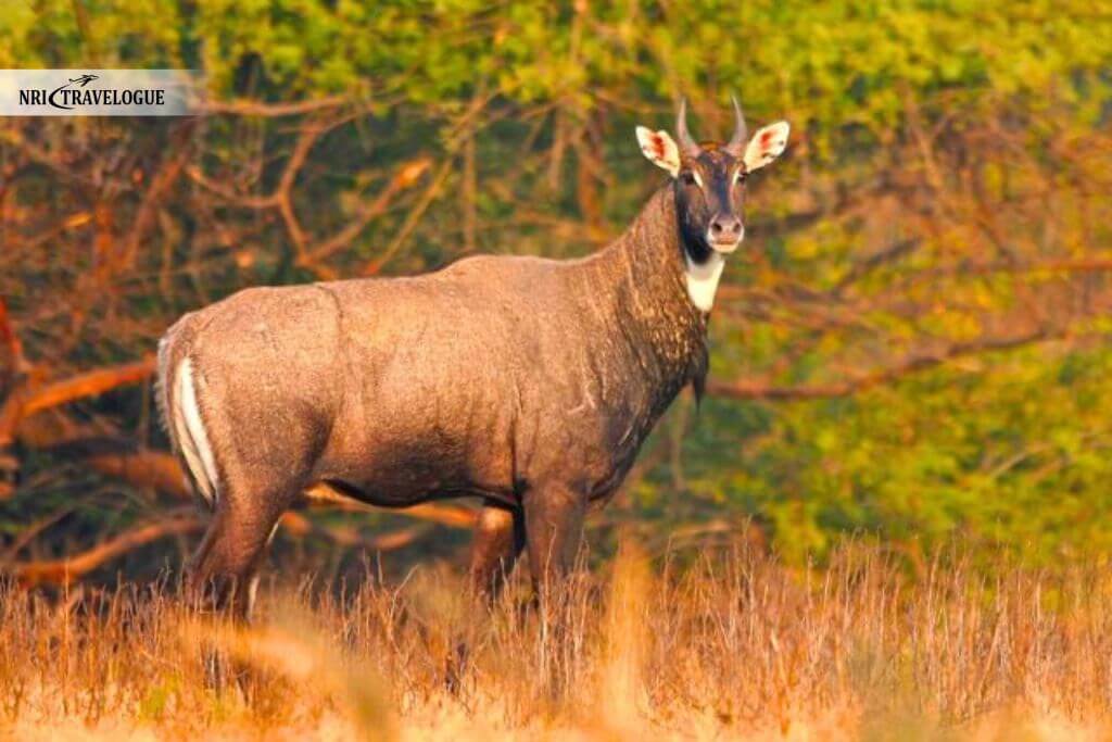 Nilgai (Blue Bull)