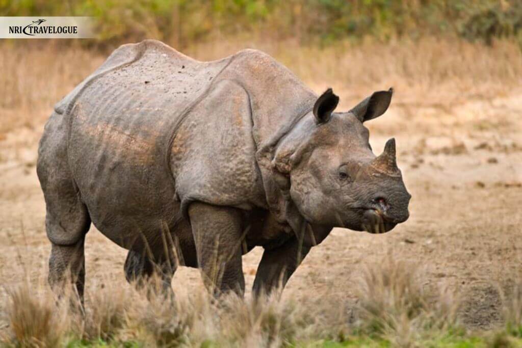 One-Horned Rhinos
