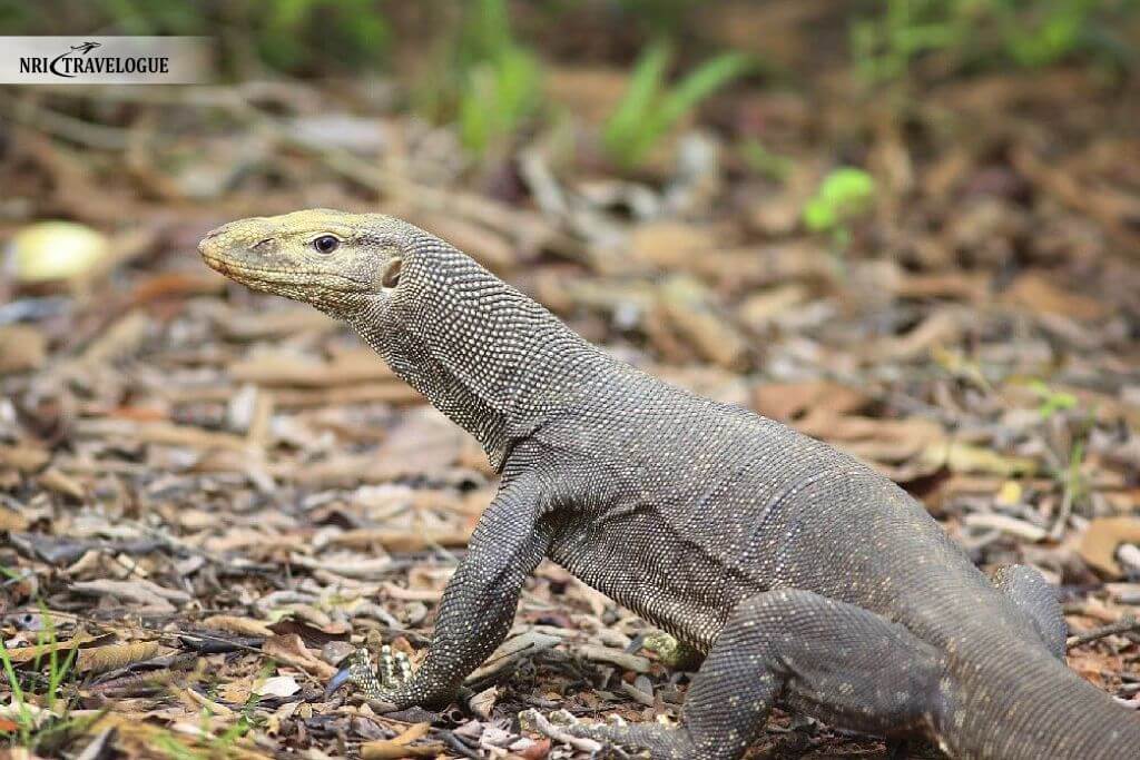 Python and Monitor Lizard