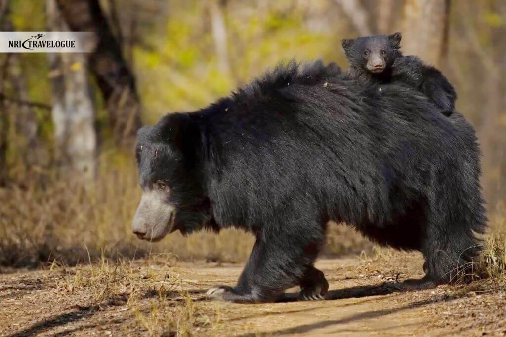 Sloth Bears
