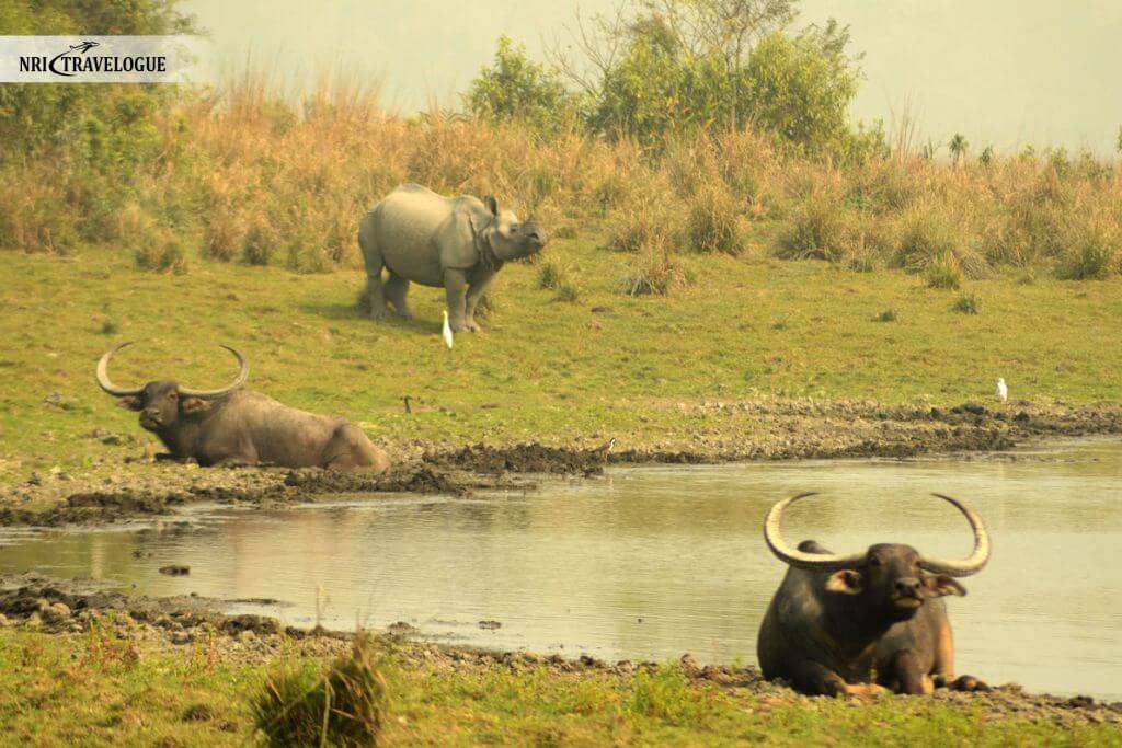 Water Buffalo