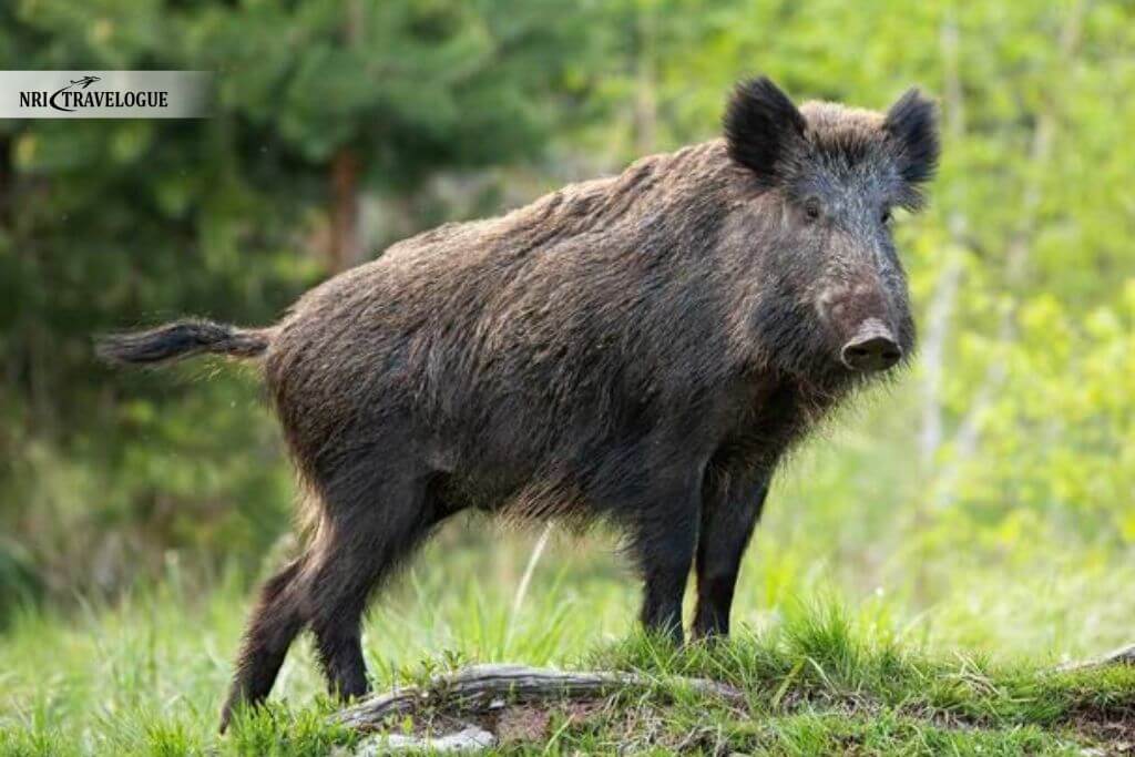 Wild Boars