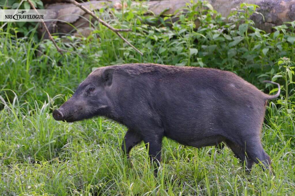 Wild Boars