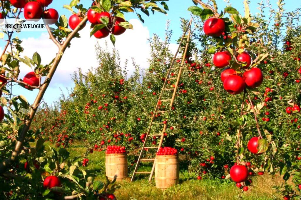 Apple Orchards (Kalpa)