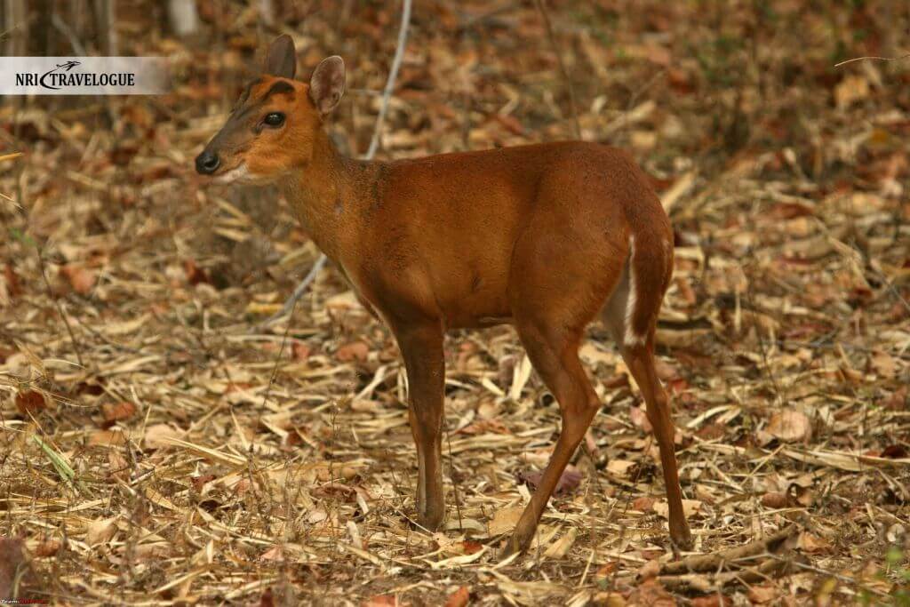 Barking deer