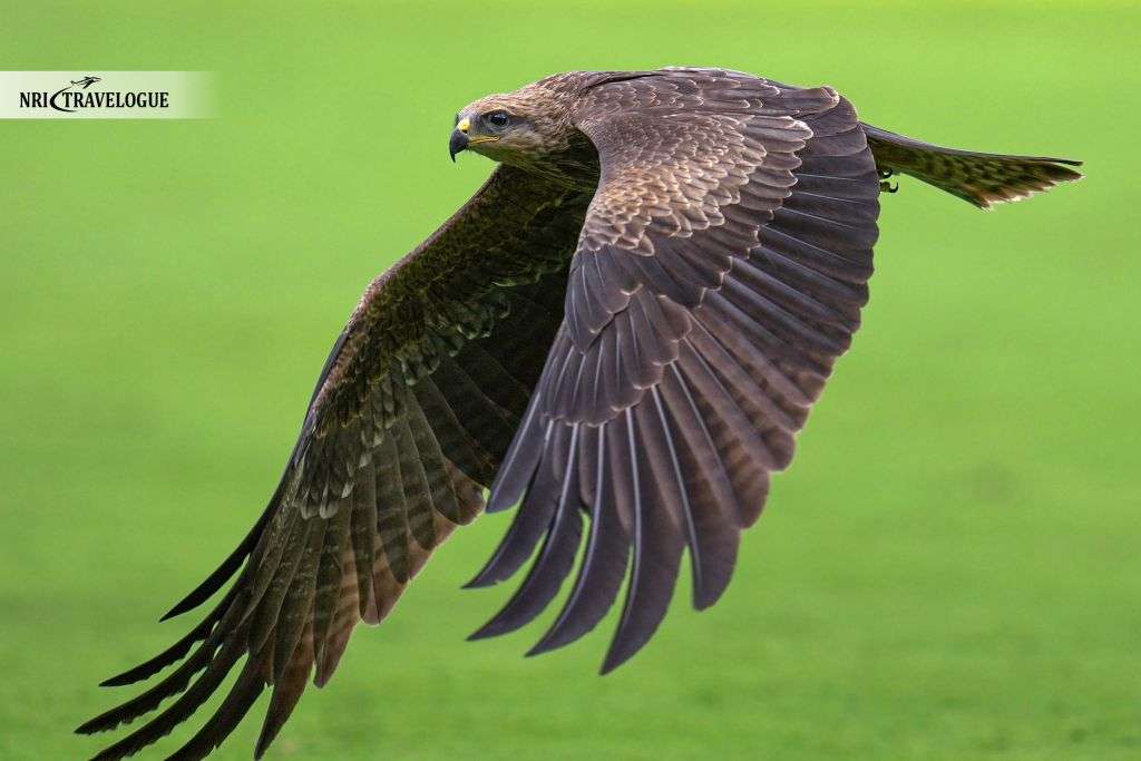 Black Kite