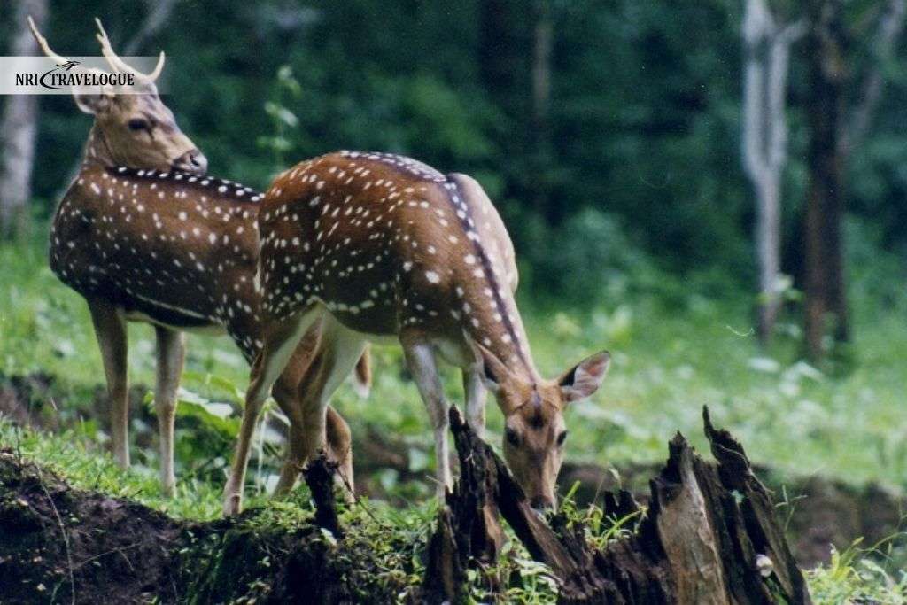 Chital (Spotted Deer)