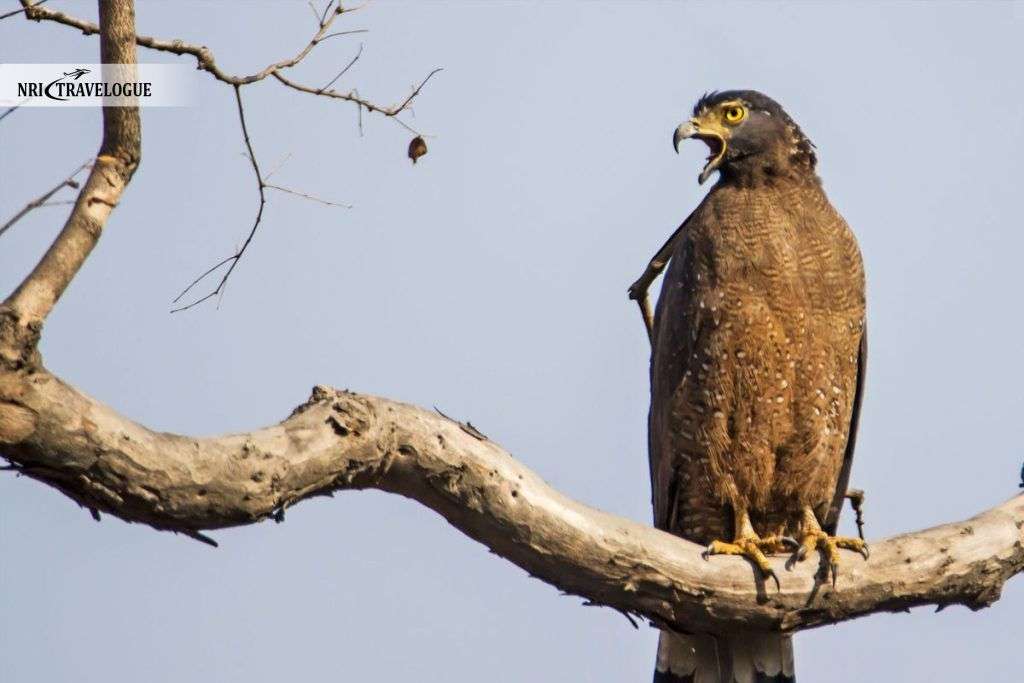 Crested Serpent Eagle
