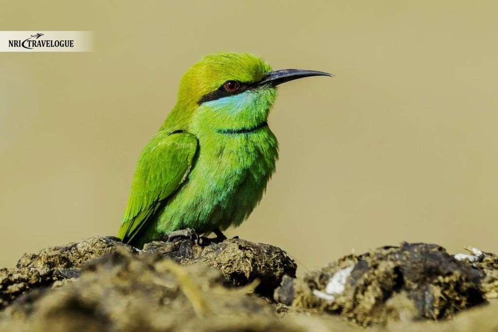 Green Bee-eater