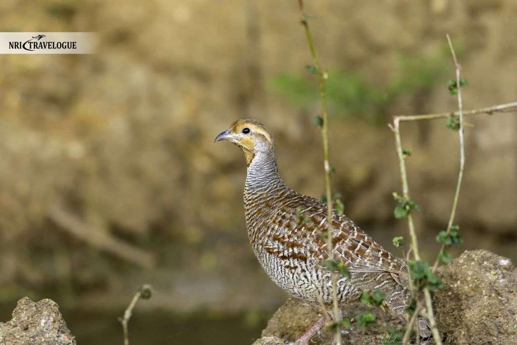 Grey Francolin