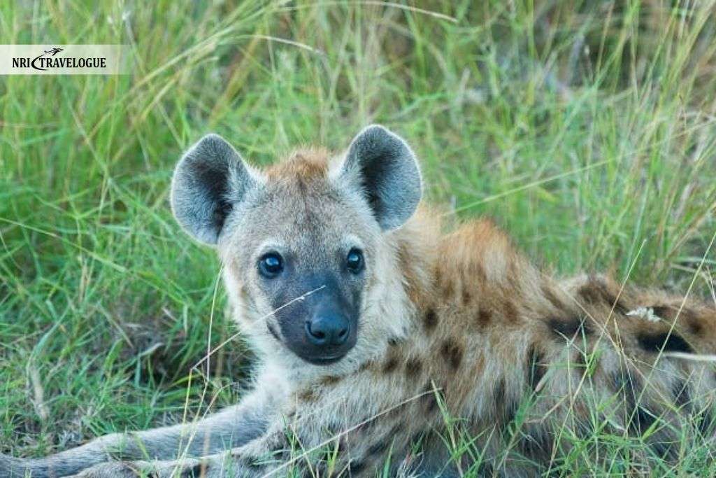 Hyena