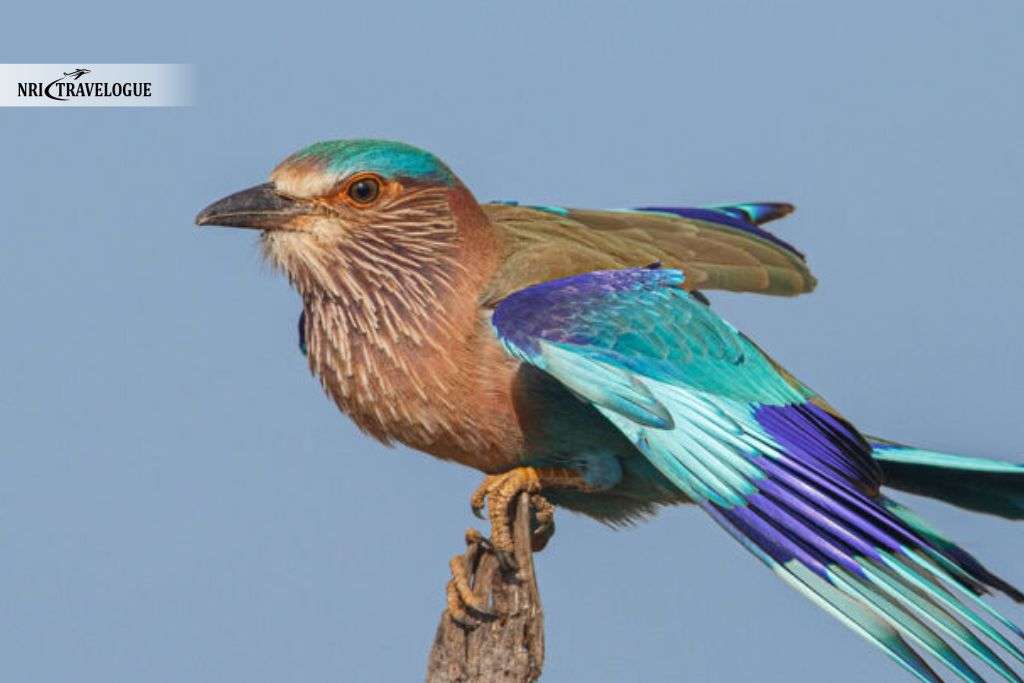 Indian Roller