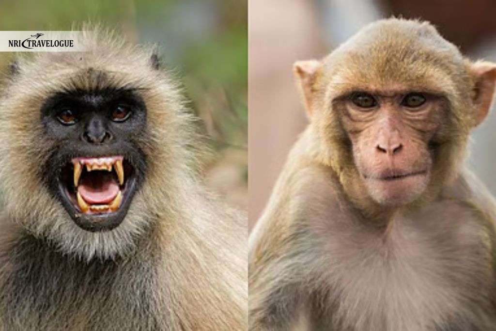 Langur & Rhesus Monkey
