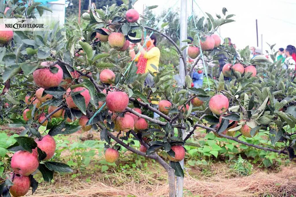 Local apples and apricots
