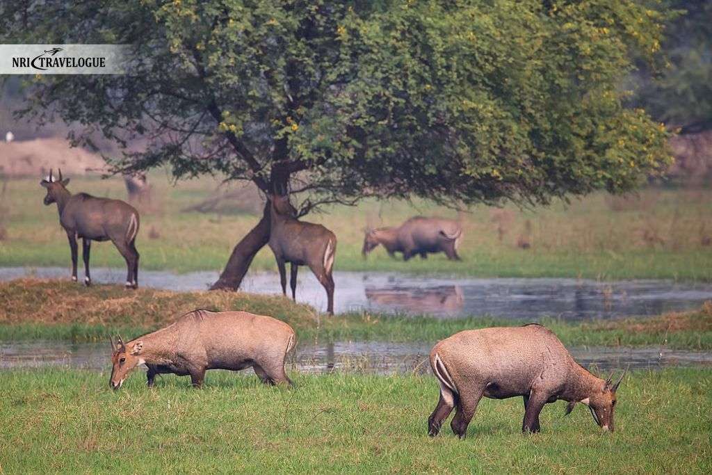 Nilgai