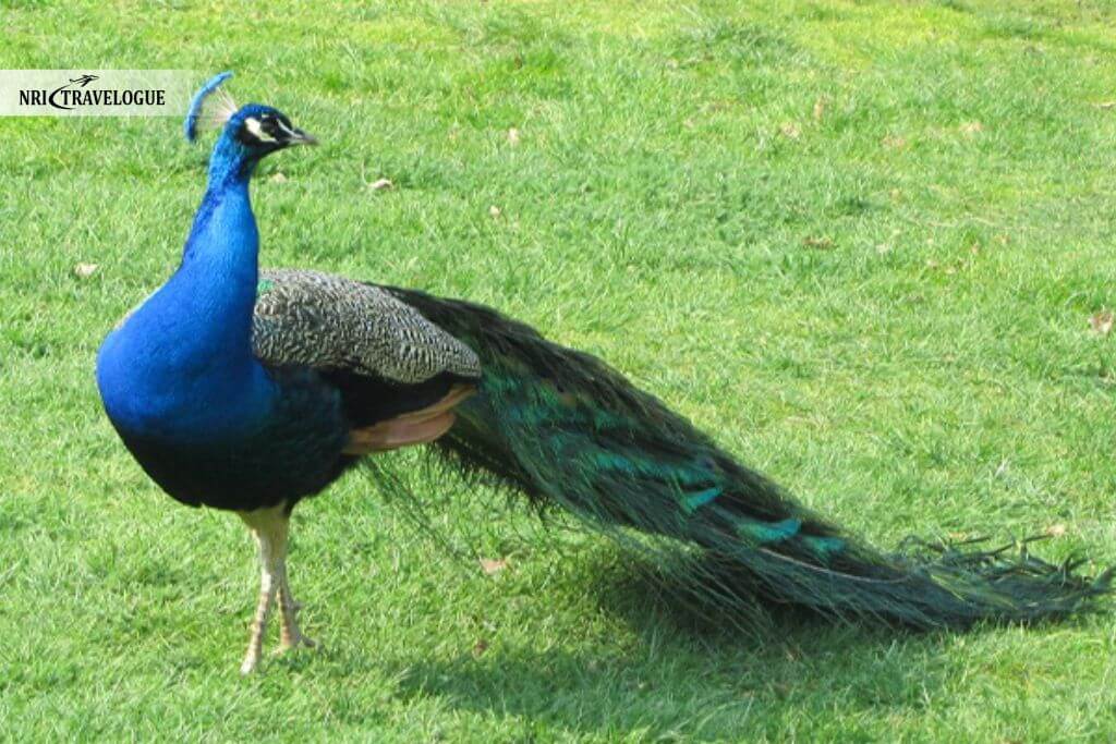 Peacock