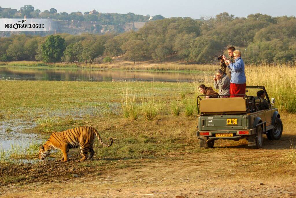 Ranthambore: