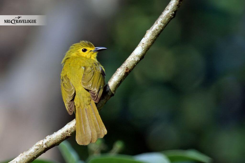 Several medicinal plants and rare birds