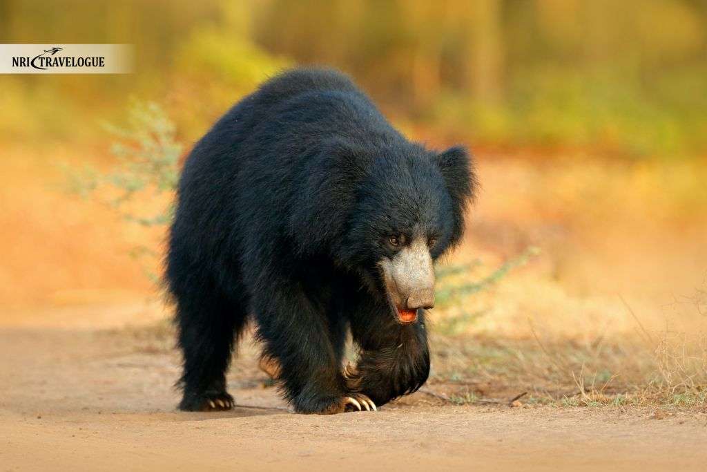 Sloth Bear