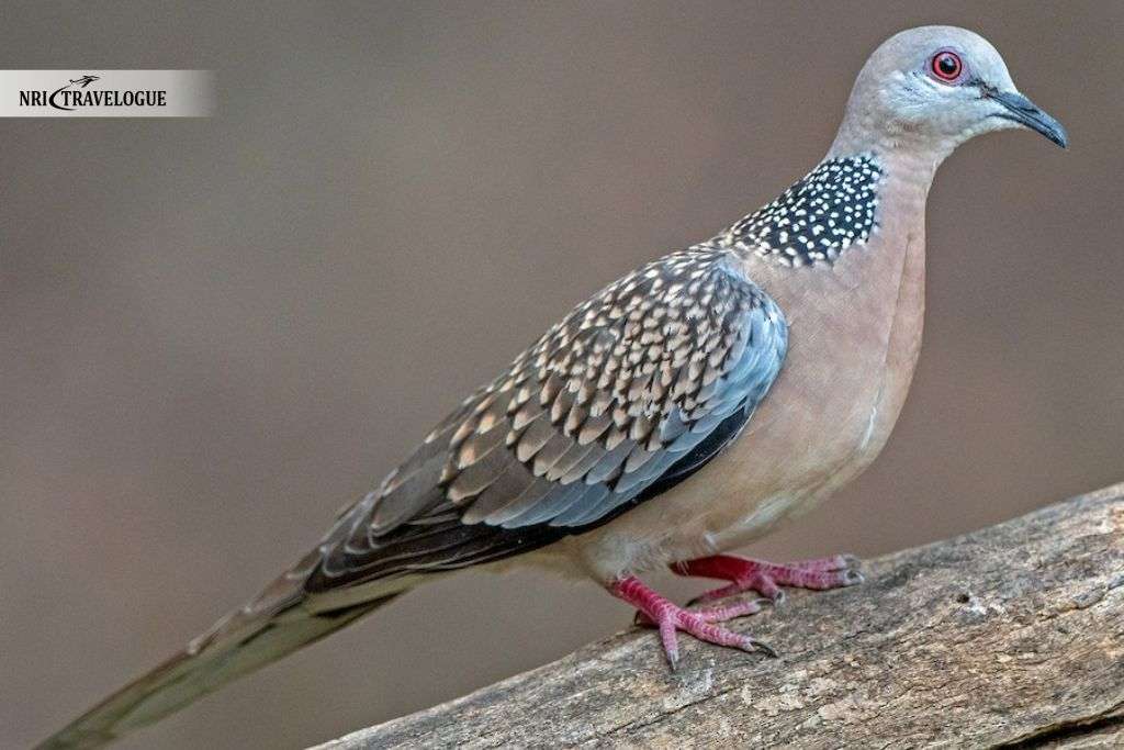Spotted Dove