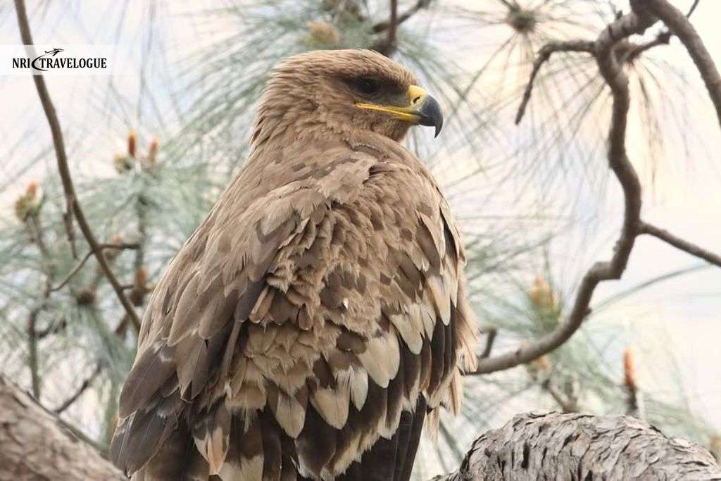 Steppe Eagle
