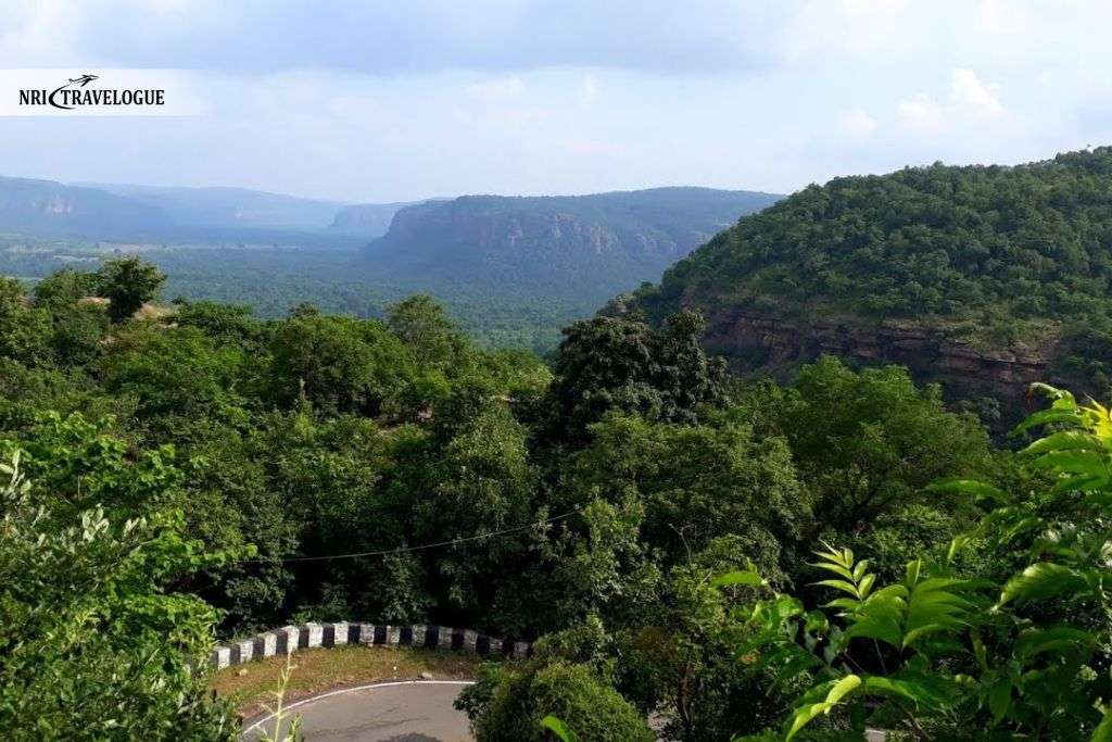 Thick Deciduous Forests