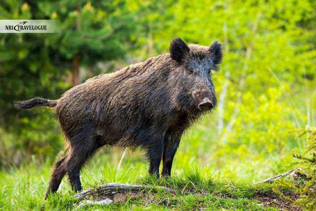 Wild Boar 