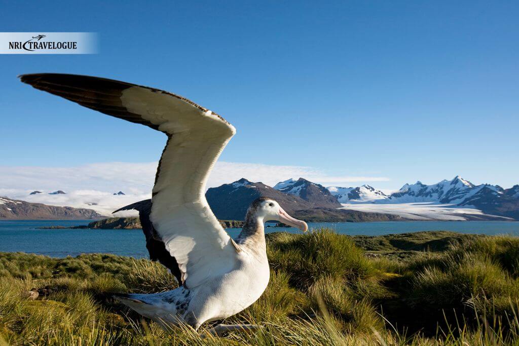Albatrosses With Giant Wingspans