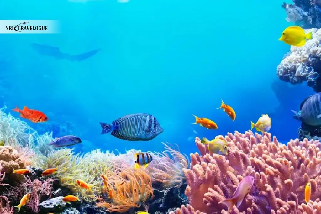 Conservation Efforts Are Ongoing