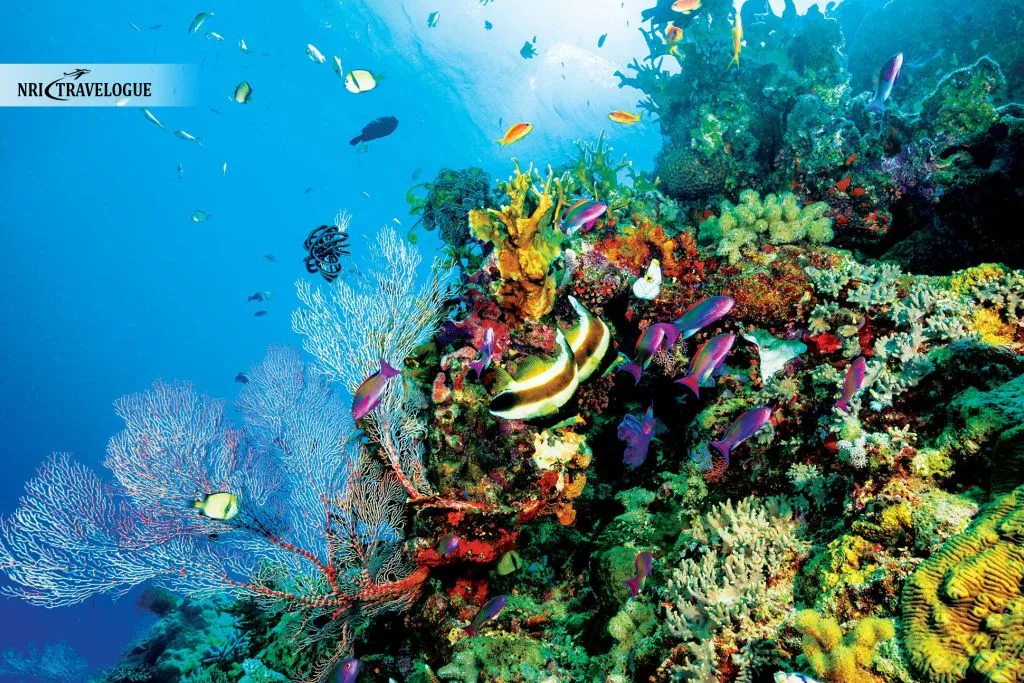Coral Reefs Are Alive