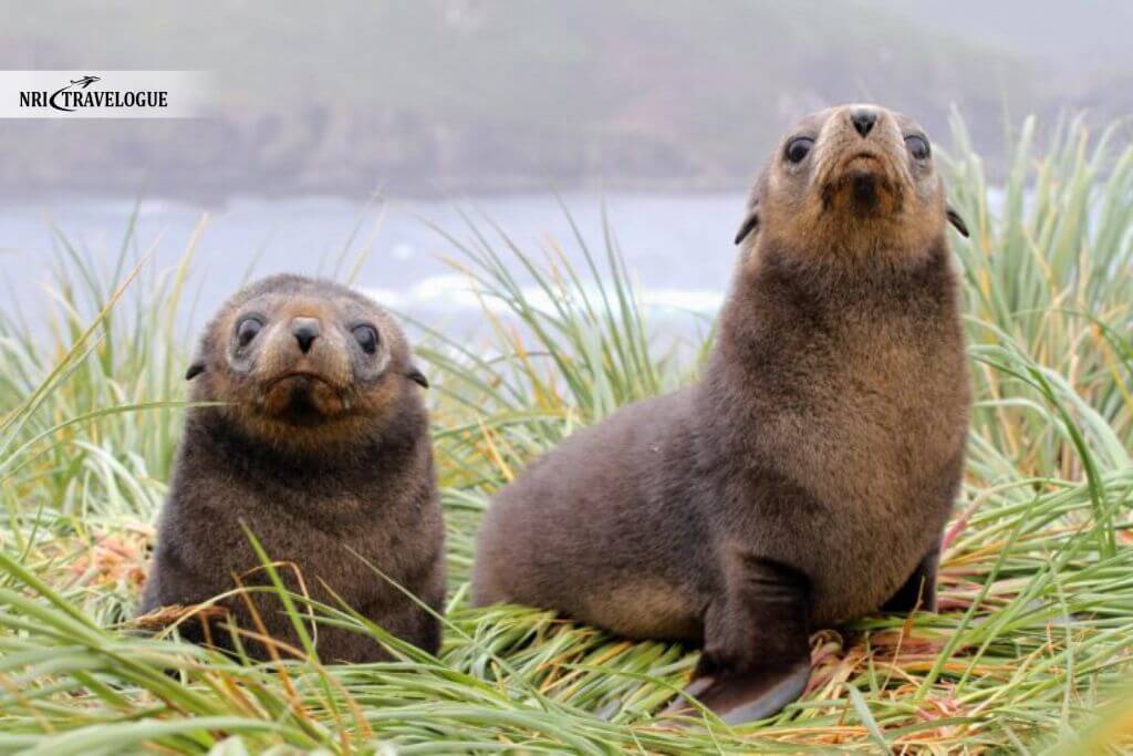 Fur Seals Scattered Everywhere