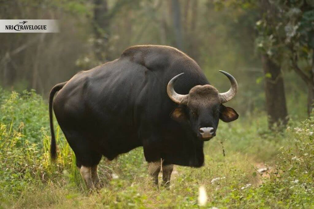Gaur (Indian Bison)