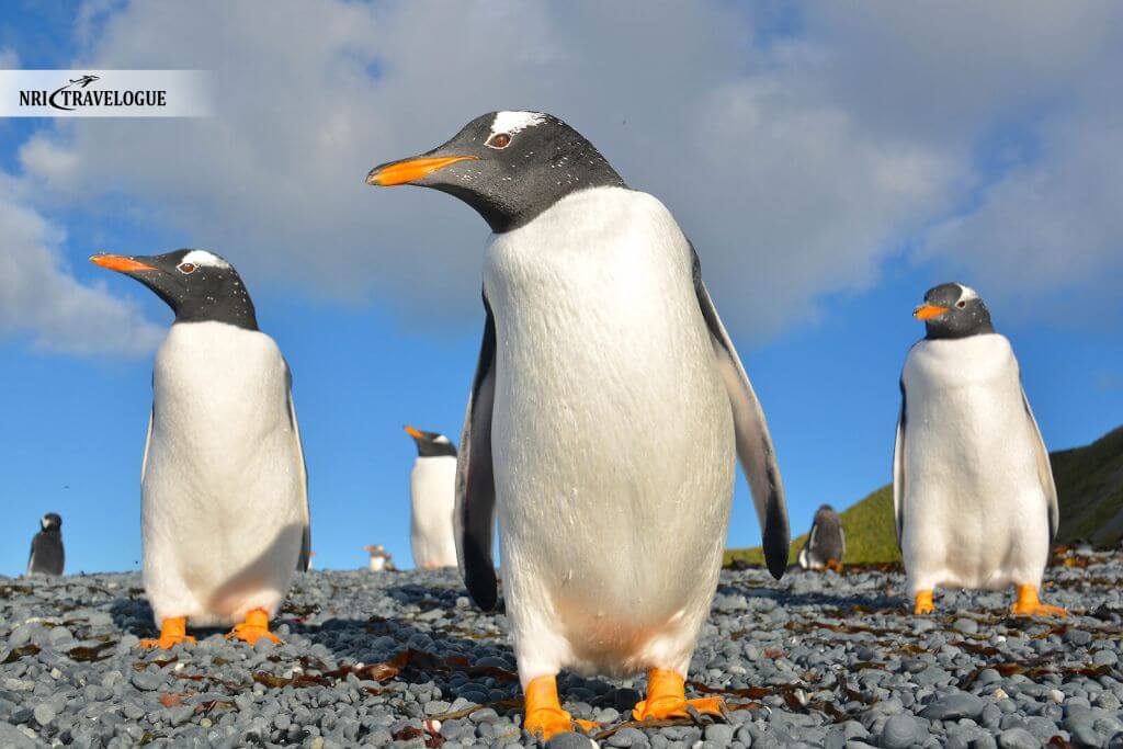 Gentoo and Macaroni Penguins
