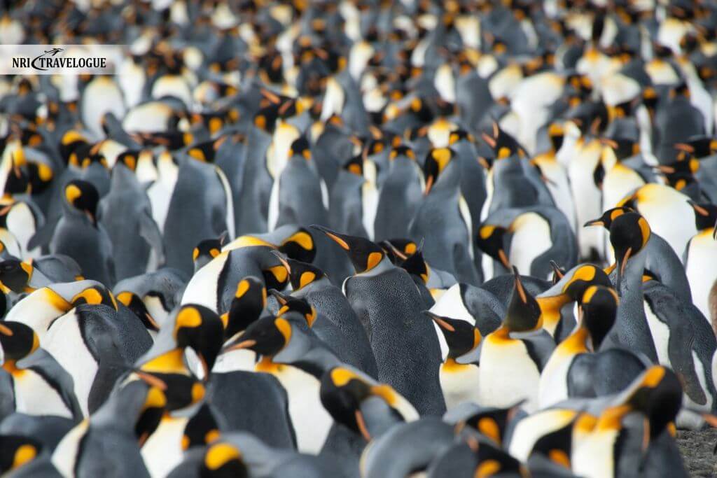 King penguins in huge colonies