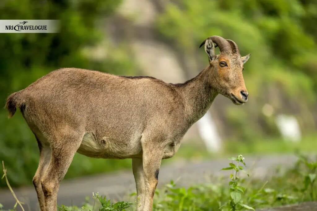 Nilgiri Tahr