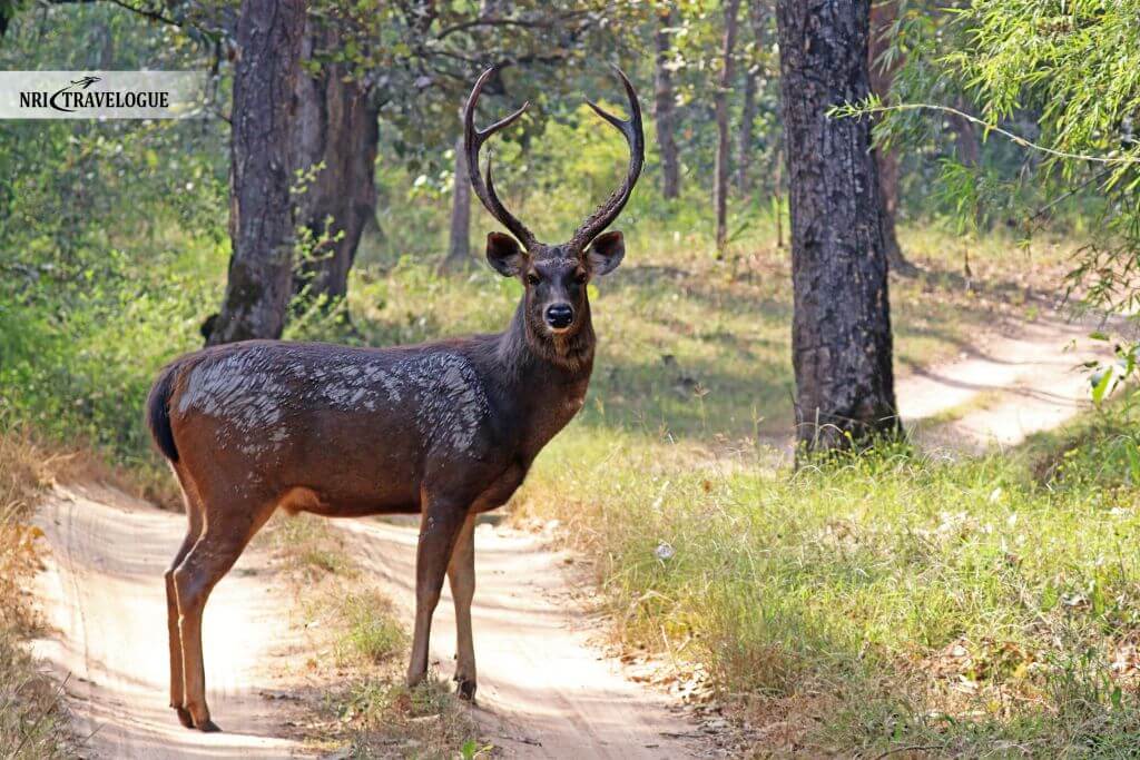 Sambar & Chital Deer