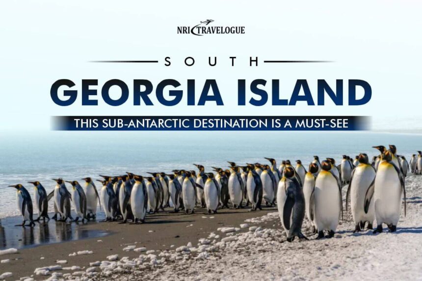 South Georgia Island This Sub-Antarctic Destination
