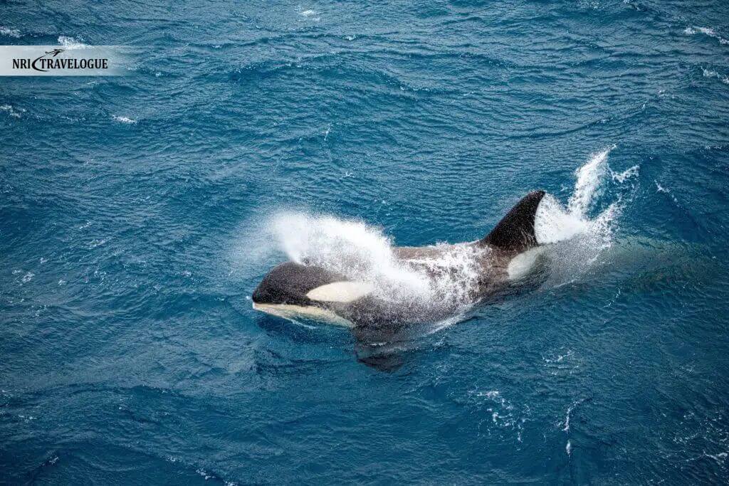 Whales During Certain Months