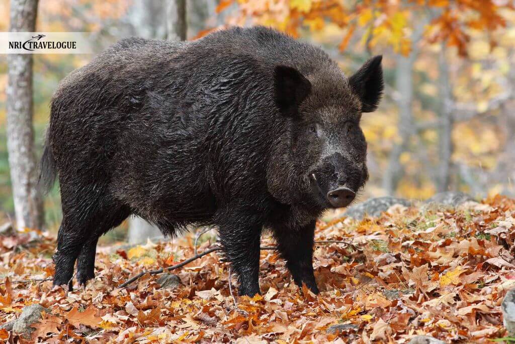 Wild Boar