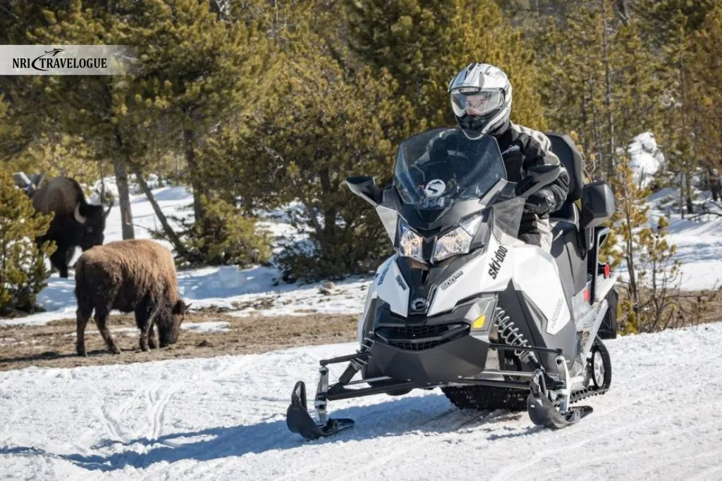 Wildlife Spotting Opportunities