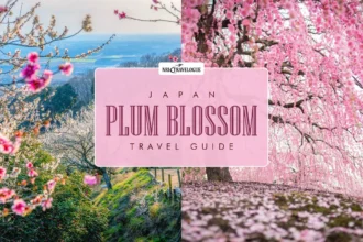 Japan Plum Blossom Travel Guide