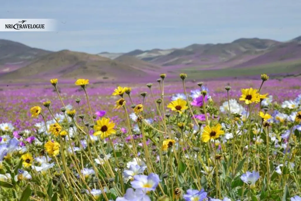 Kodaikanal Tamil Nadu