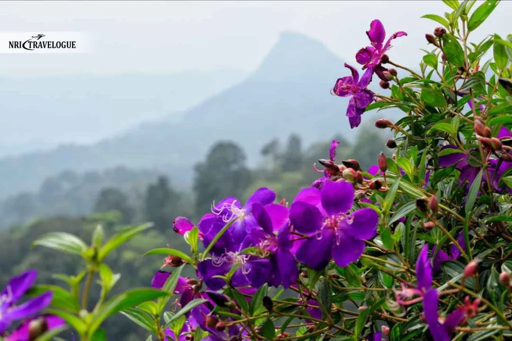 Munnar