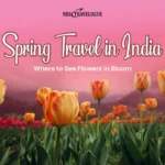 Spring Travel in India Where to See Flowers in Bloom