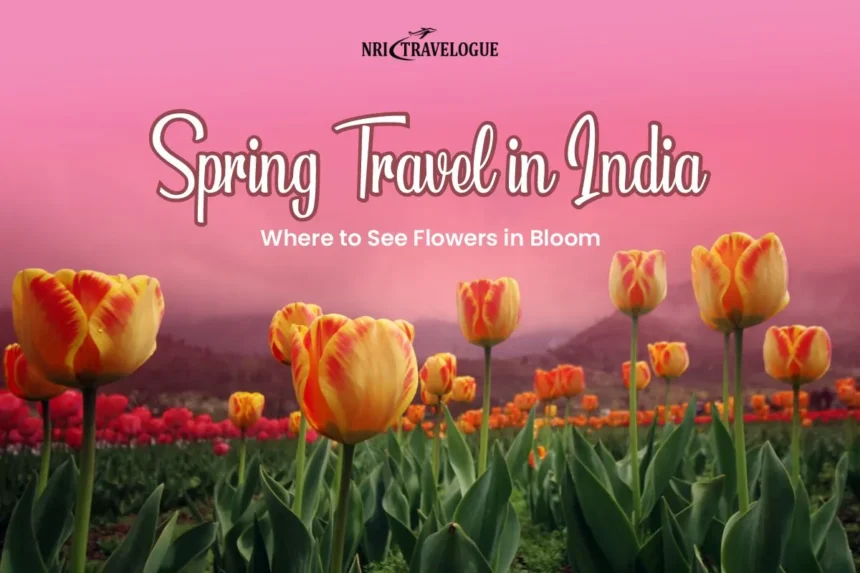 Spring Travel in India Where to See Flowers in Bloom